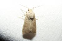 Hoplodrina ambigua