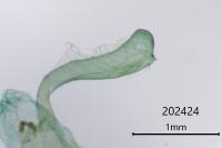 Amphipyra pyramidea