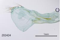Amphipyra pyramidea