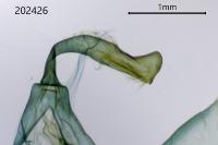 Amphipyra pyramidea