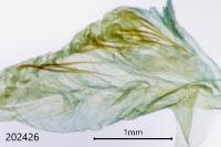 Amphipyra pyramidea