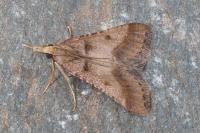Stemmatophora brunnealis