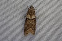 Acrobasis consociella/sodalella