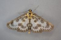 Anania hortulata