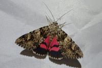 Catocala promissa