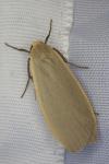 Collita griseola