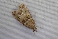 Eudonia mercurella