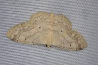 Idaea biselata