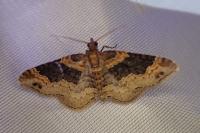 Xanthorhoe ferrugata