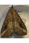 Schrankia costaestrigalis