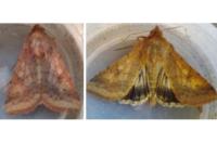 Helicoverpa armigera