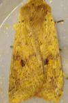 Leptologia blidaensis