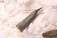 Chrysoteuchia culmella