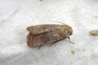 Hoplodrina ambigua/blanda