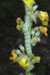 Cucullia thapsiphaga