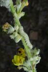 Cucullia thapsiphaga
