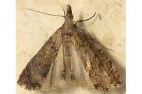 Diplopseustis perieresalis