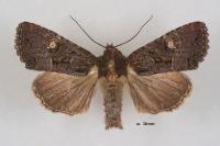 Mesapamea secalis