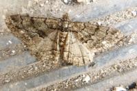 Peribatodes ilicaria ilicaria