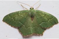 Hemithea aestivaria