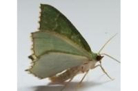 Hemithea aestivaria
