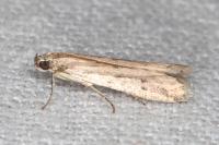 Phycitodes inquinatella