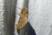 Ptilophora plumigera