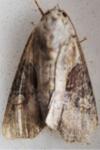 Lateroligia ophiogramma