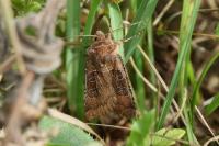 Chersotis cuprea