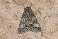 Acronicta megacephala