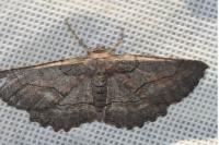 Nychiodes obscuraria