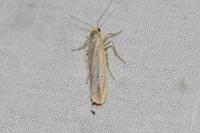 Eilema