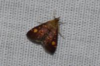 Pyrausta aurata