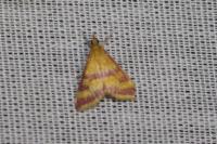Pyrausta sanguinalis