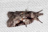 Nycteola columbana
