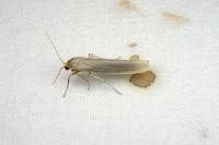 Eilema caniola