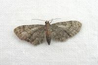 Eupithecia haworthiata