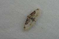 Idaea filicata