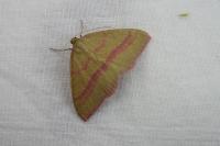 Rhodostrophia calabra