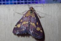 Pyrausta purpuralis
