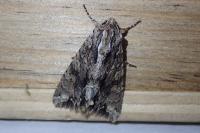 Apamea monoglypha monoglypha