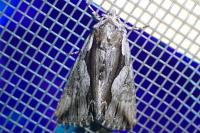 Calliergis ramosa