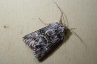 Calophasia lunula