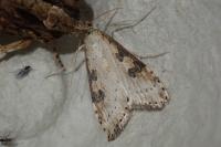 Udea costalis