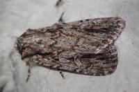Dichagyris signifera