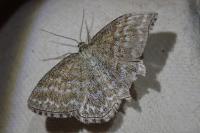 Scopula immorata