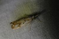 Catoptria falsella