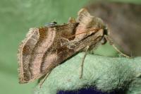 Euchalcia variabilis