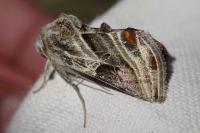Euchalcia modestoides
