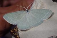 Pseudoterpna pruinata